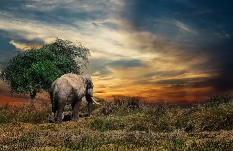 write on elephant essay in english USA
