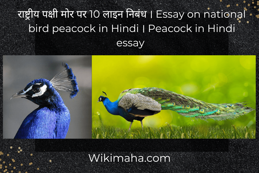 राष्ट्रीय पक्षी मोर पर 10 लाइन निबंध । Essay on national bird peacock in Hindi । Peacock in Hindi essay 
